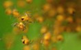 /album/araneidae/araneus-diadematus6-filtered-jpg/